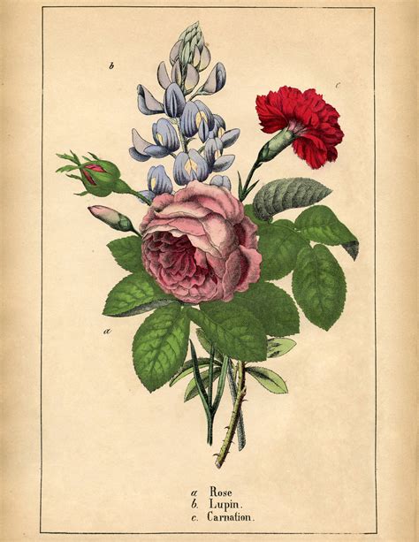 Printable Vintage Flower Prints